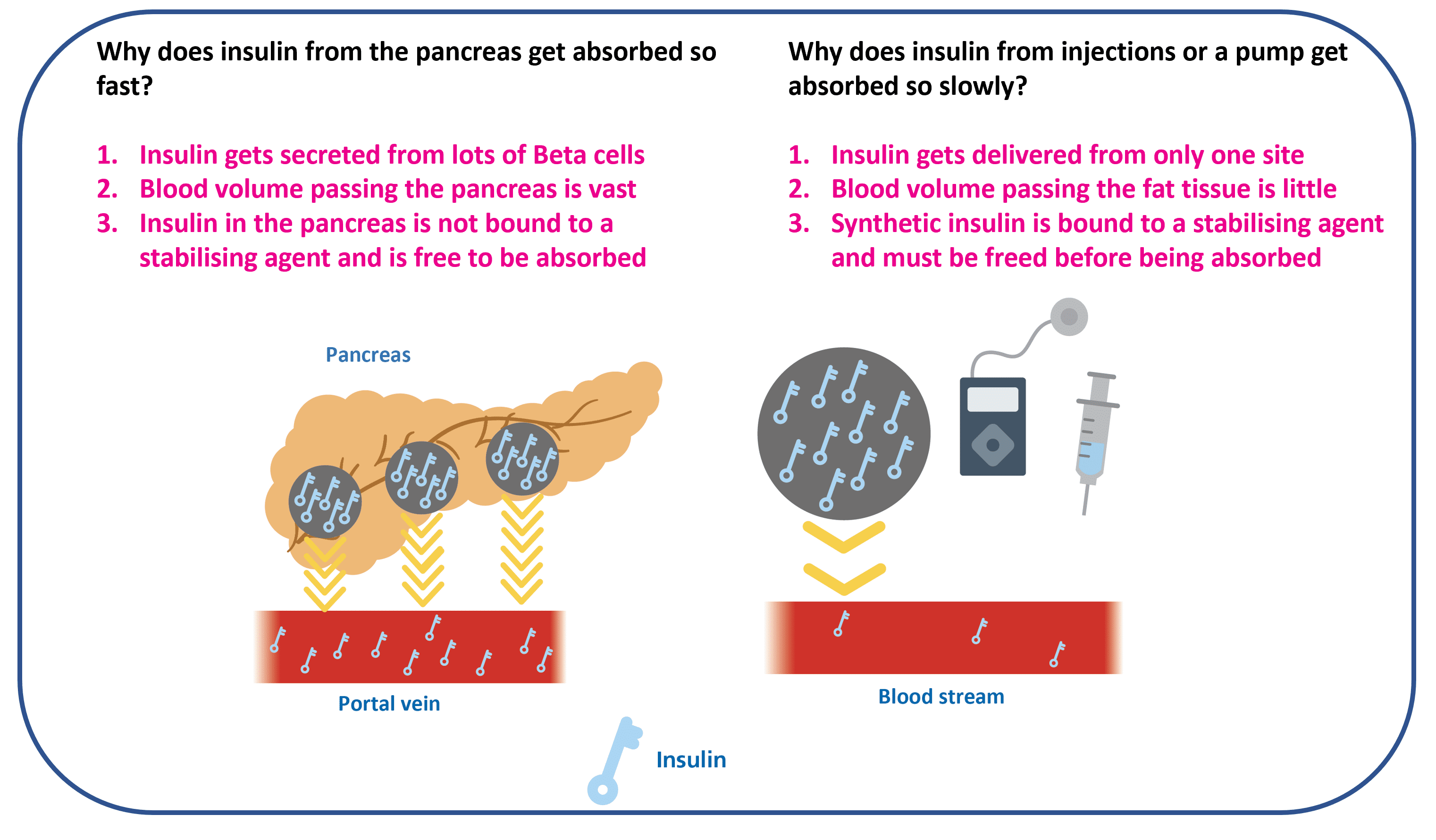 Diagram comparing the rapid portal delivery of insulin from a working pancreas versus the slower subcutaneous absorption from injections or a pump.