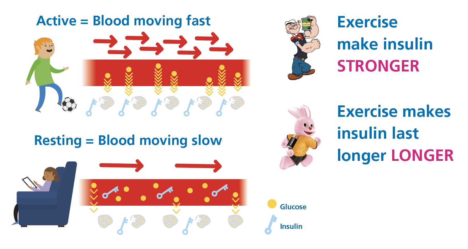 Diagram showing how exercise increases blood flow and amplifies insulin action in type 1 diabetes