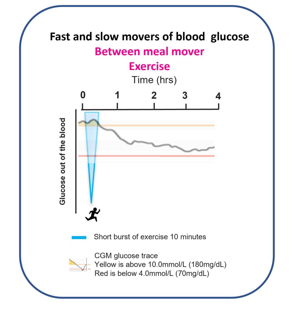 Diagram showing exercise as a fast mover for lowering glucose between meals