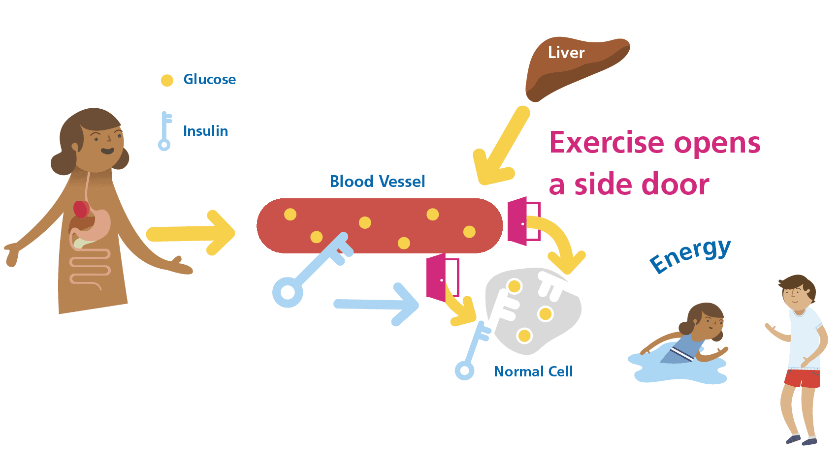 Diagram of the insulin-independent glucose uptake pathway active during aerobic phases of mixed exercise