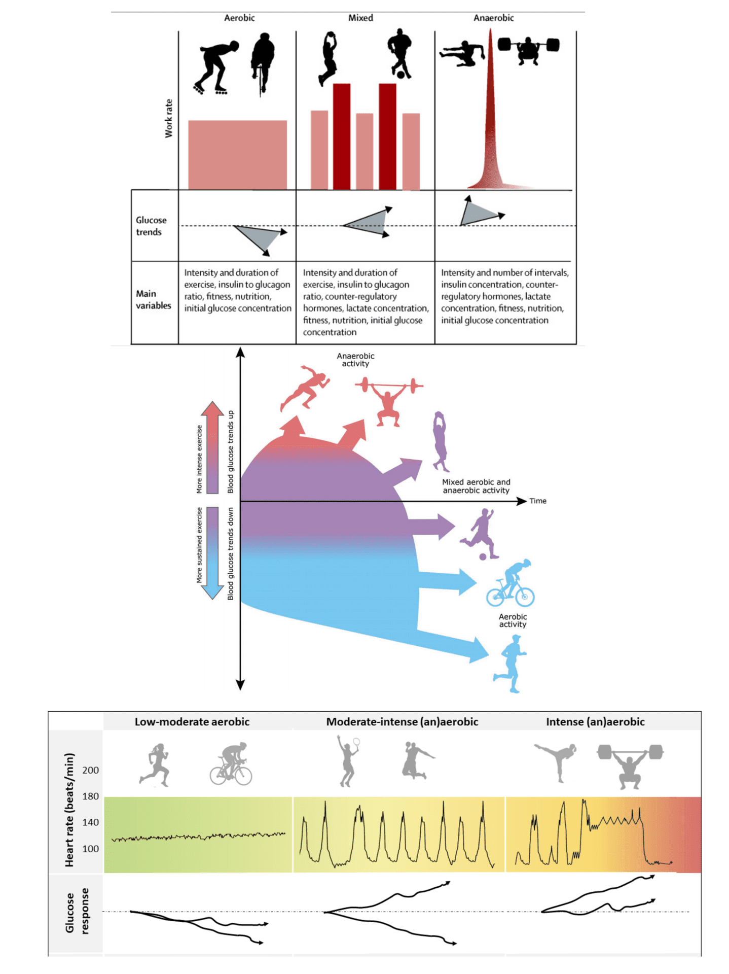 Overview of exercise types and their typical glucose response directions in type 1 diabetes