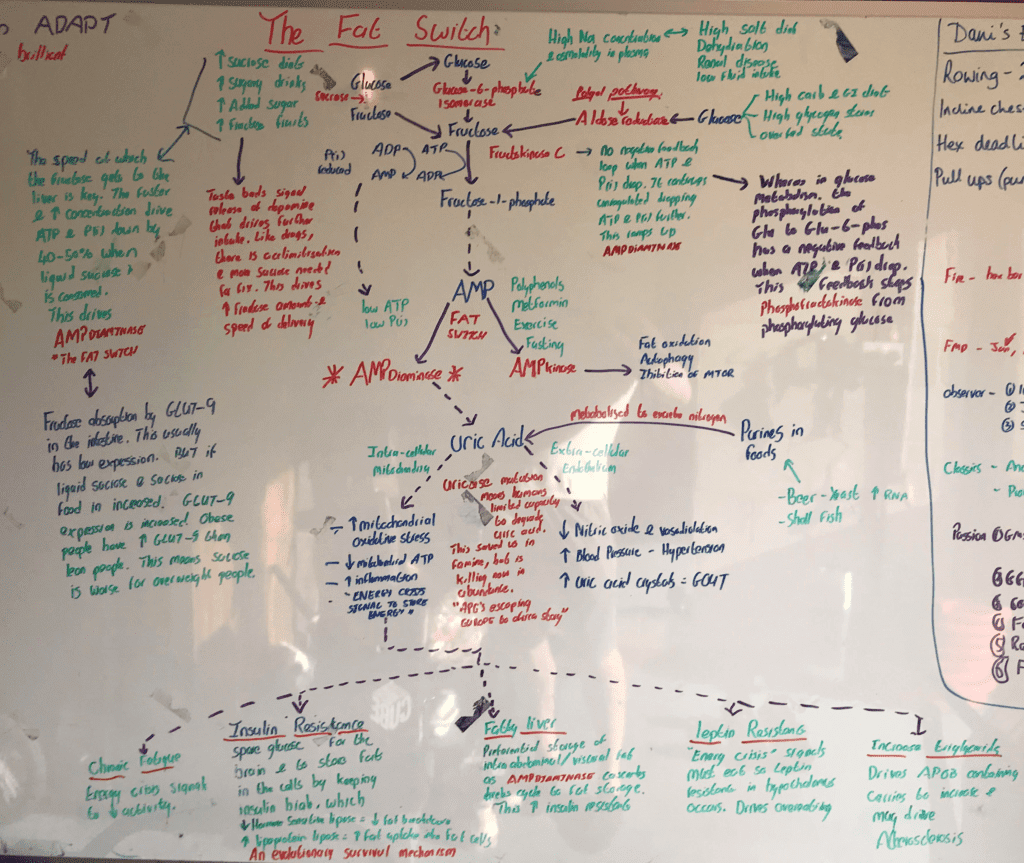 Diagram explaining the overeating switch and how fructose can trigger rebound eating