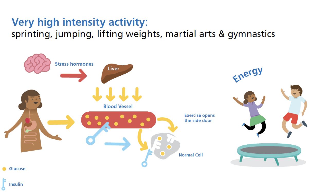 Diagram of stress hormone release during all-out exercise driving hepatic glucose output and raising blood glucose