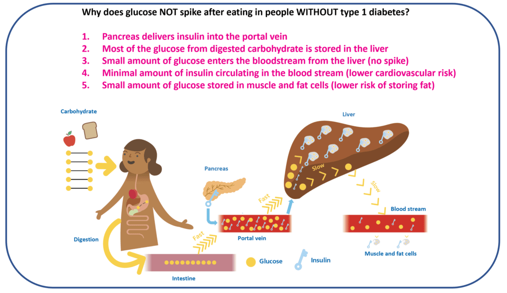 Diagram showing normal insulin release from the pancreas into the portal vein for glucose processing