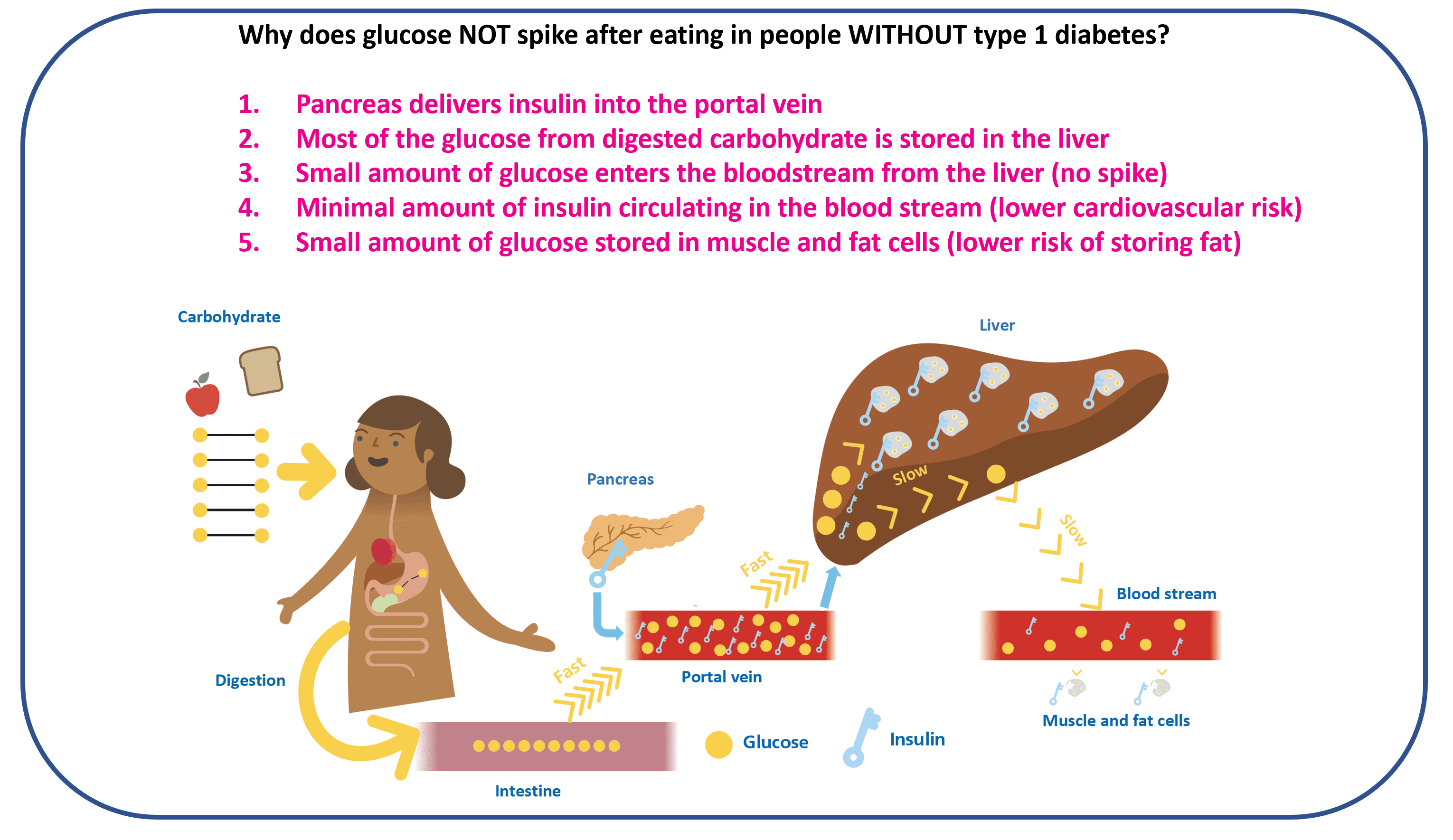 Diagram showing portal vein insulin delivery in a person without diabetes during a meal, suppressing liver glucose output.