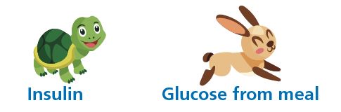 Tortoise and hare diagram illustrating the mismatch between fast glucose rise and slow insulin onset after eating