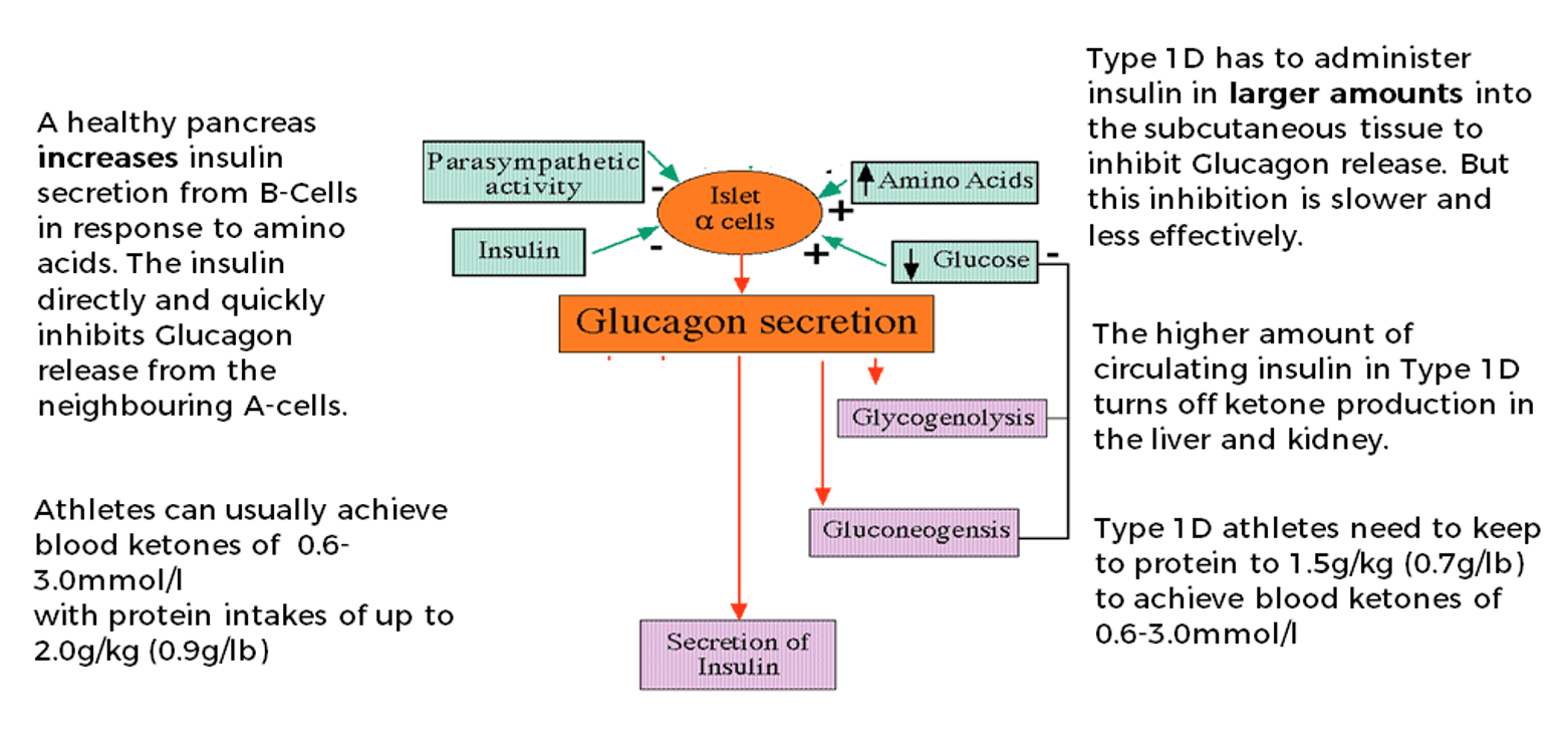Diagram summarising why people with type 1 diabetes need lower protein intake to achieve nutritional ketosis — the peripheral insulin route means glucagon suppression is less direct
