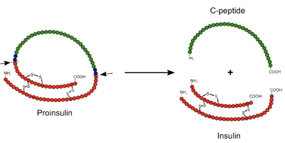 Diagram showing C-peptide cleaved from proinsulin before insulin release from the beta-cell