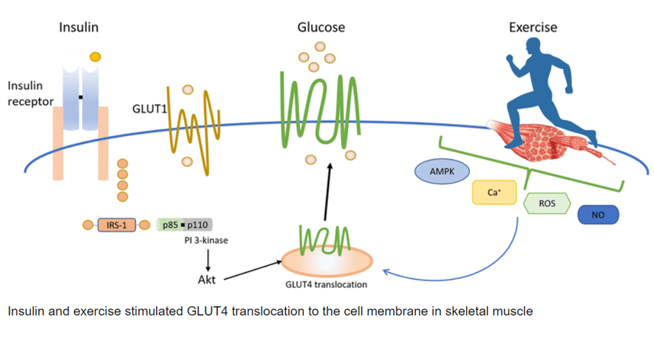 Diagram illustrating insulin-dependent and insulin-independent glucose uptake pathways during exercise