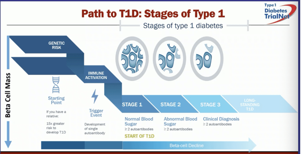 Diagram illustrating the three stages of type 1 diabetes progression from autoimmunity to clinical onset