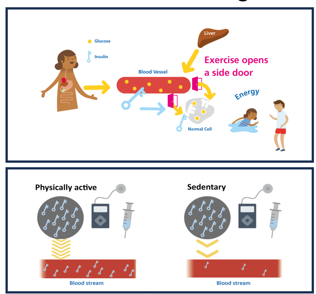 Diagram illustrating how physical activity supercharges insulin action through four mechanisms