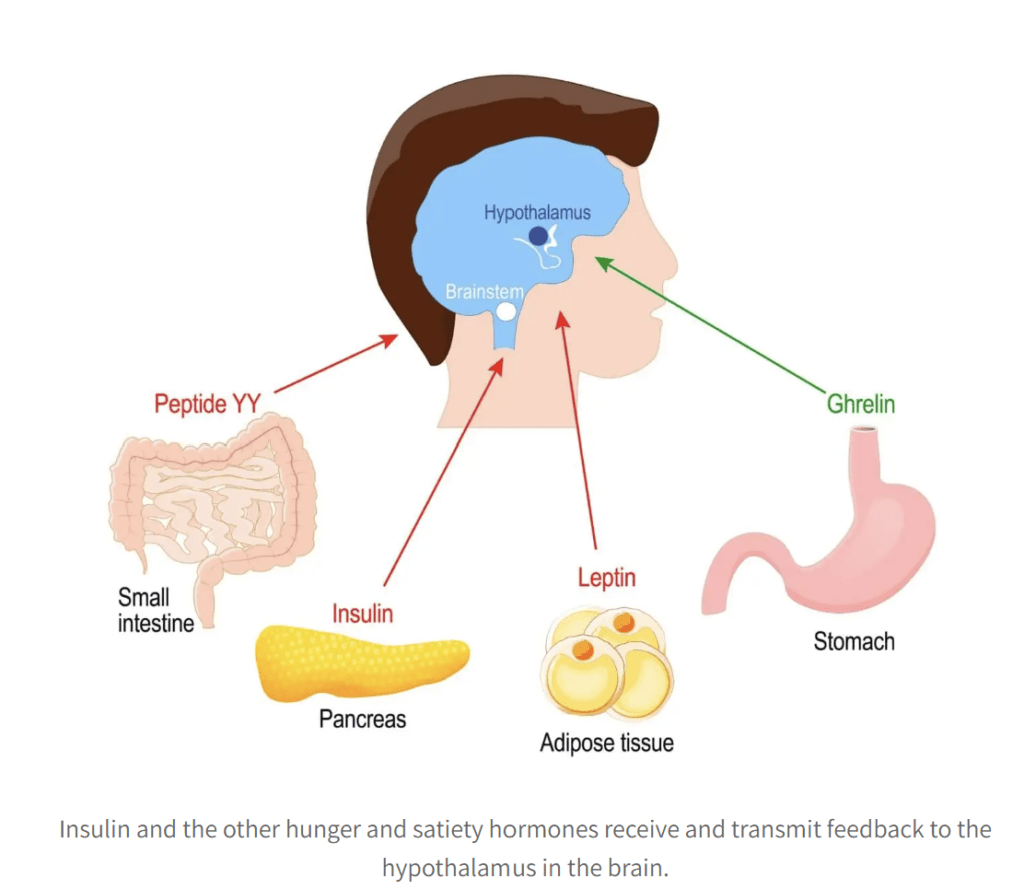 Diagram showing how brain insulin resistance affects appetite regulation, satiety signalling, and defensive eating behaviour in T1D