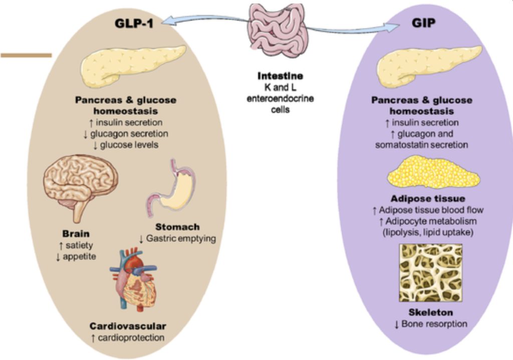 Diagram of GLP-1 and GIP incretin hormone pathways showing effects on appetite, gastric emptying, glucagon suppression, and insulin secretion