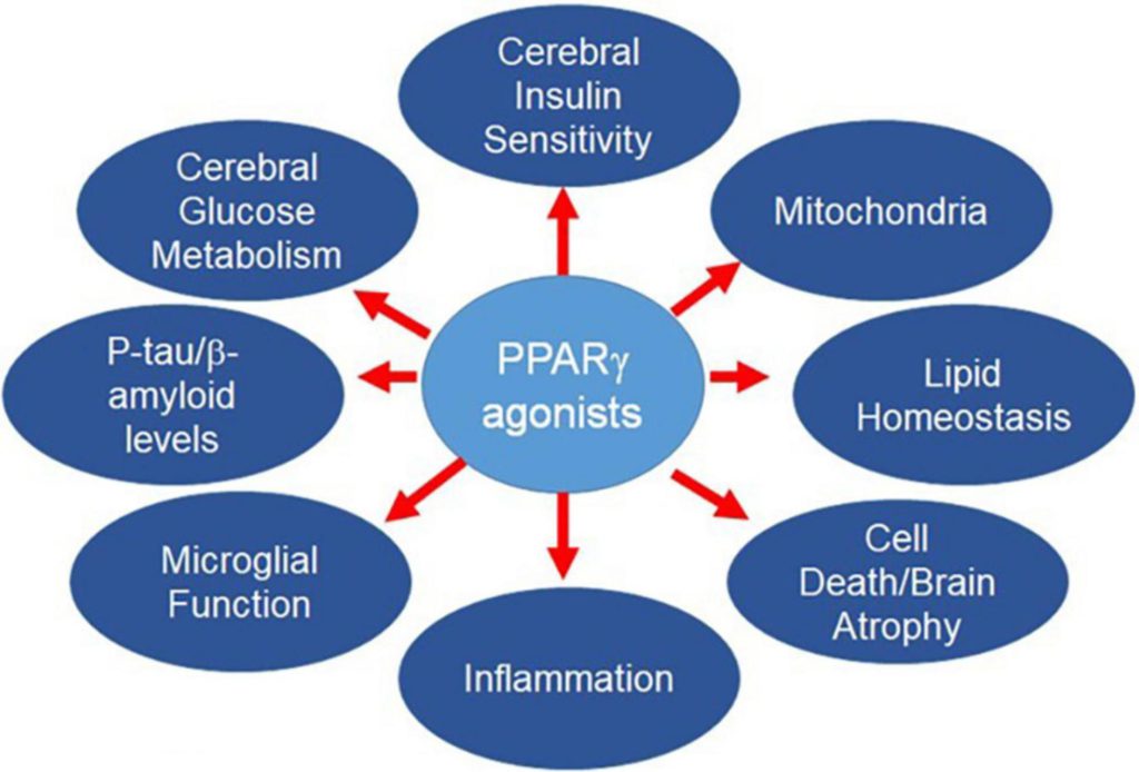 Diagram showing how pioglitazone redistributes fat from ectopic liver and muscle depots to safer subcutaneous storage