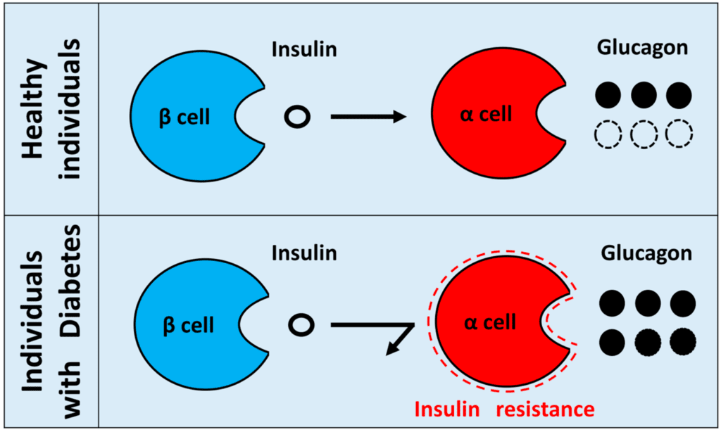 Diagram showing beta-cell dysfunction and the relationship between residual insulin secretion, C-peptide, and glucagon regulation