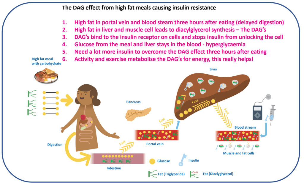 Diagram showing the DAG-driven mechanism of insulin resistance in muscle — how intracellular fat intermediates disrupt insulin signalling