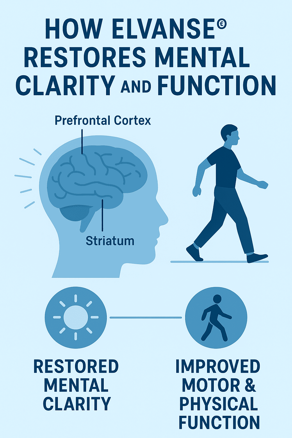 Diagram illustrating the striatal dopamine pathway and how Elvanse restored the connection between the brain's movement coordination centre and automatic motor control